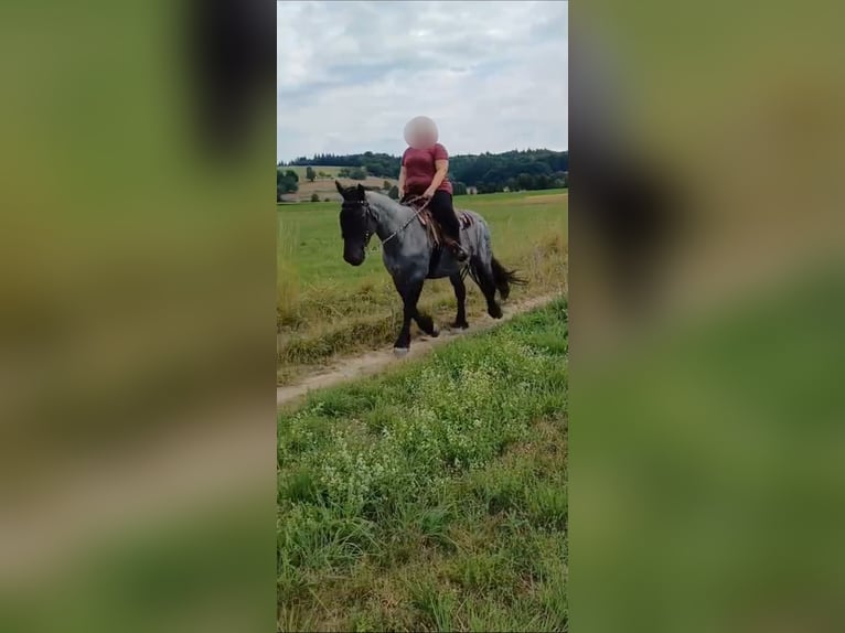 Noriker Mare 9 years 15,2 hh Grey-Blue-Tan in Kirchroth