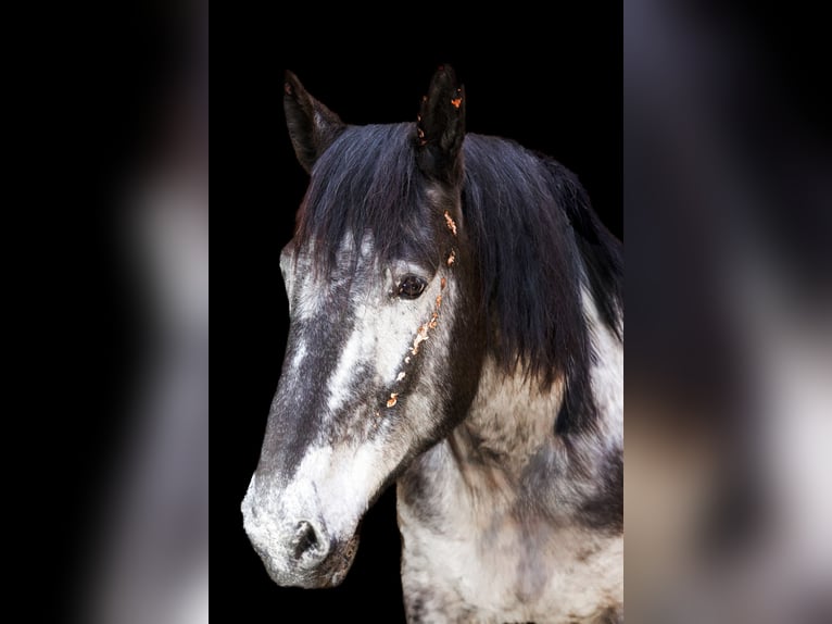 Noriker Mare 9 years 15,2 hh in Samerberg Noriker Mare 9 years 15,2 hh in Samerberg