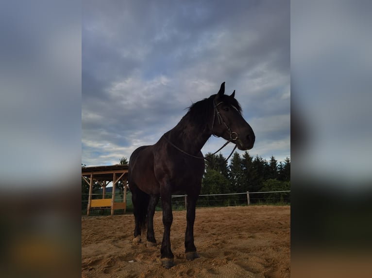 Noriker Mare 9 years 16.1 hh Black in Ertl