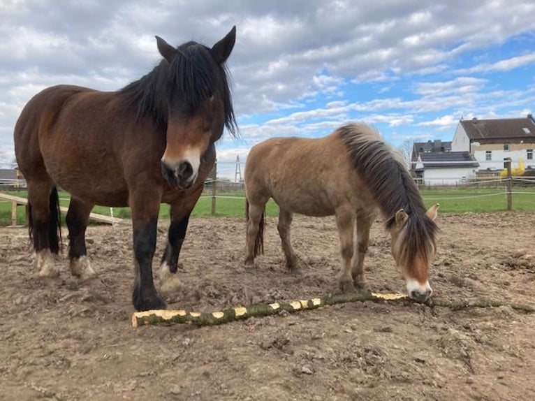 Noriker Mare 9 years 16 hh Brown in Viersen