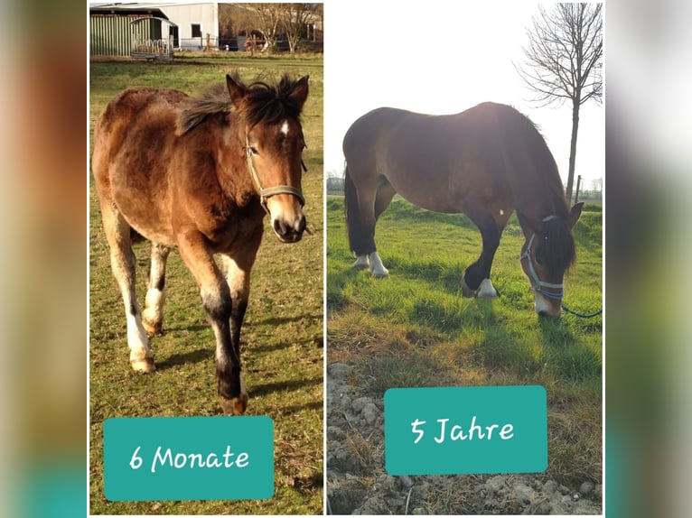 Noriker Mare 9 years 16 hh Brown in Viersen