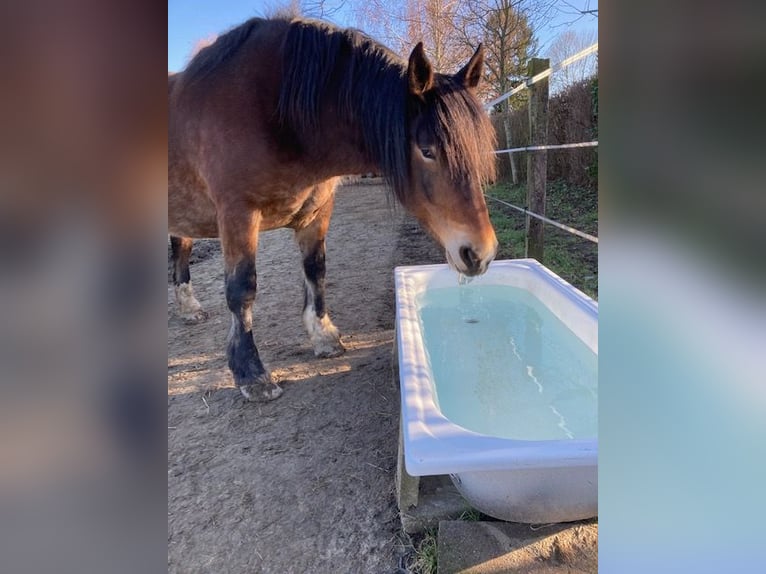 Noriker Mare 9 years 16 hh Brown in Viersen