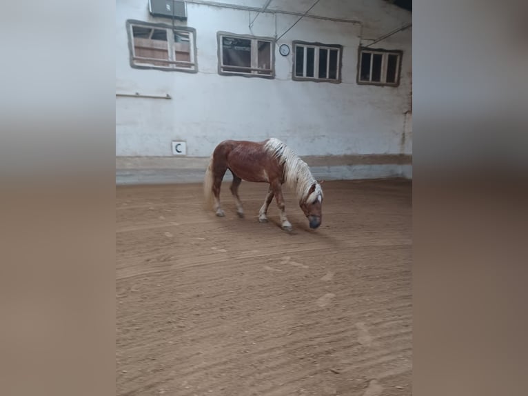 Noriker Mare 9 years 16 hh Chestnut-Red in Reichenbach