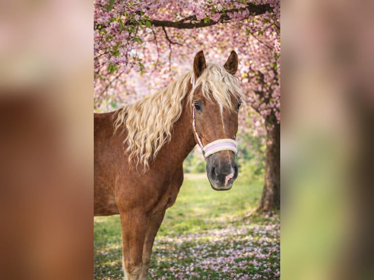 Noriker Mare 9 years 16 hh Chestnut-Red in Reichenbach