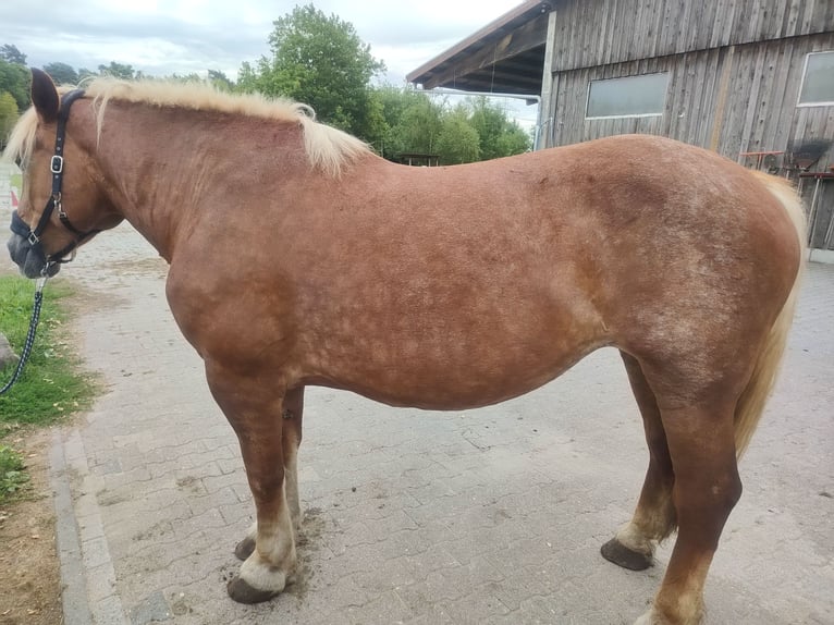 Noriker Mare 9 years 16,1 hh Chestnut-Red in G&#xFC;tersloh