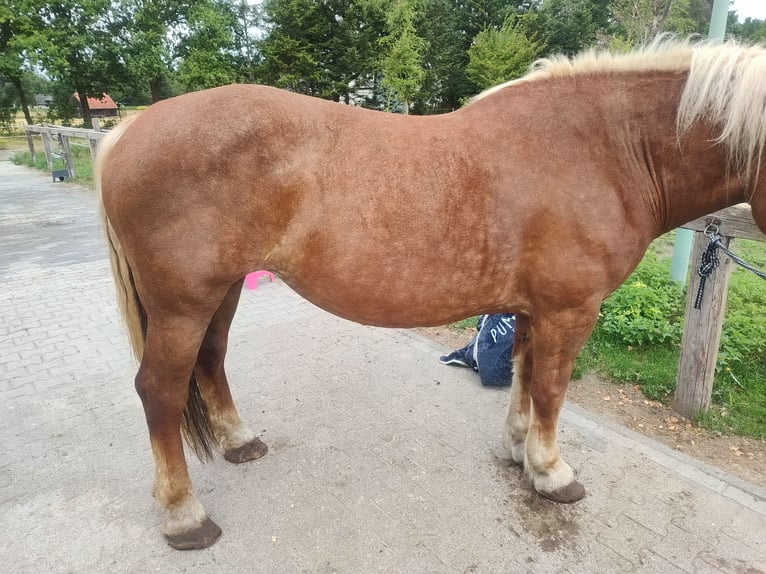 Noriker Mare 9 years 16,1 hh Chestnut-Red in G&#xFC;tersloh
