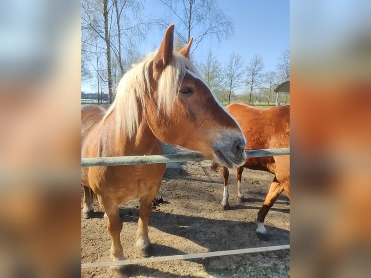 Noriker Mare 9 years 16,1 hh Chestnut-Red in G&#xFC;tersloh