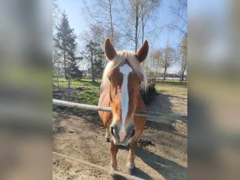 Noriker Mare 9 years 16,1 hh Chestnut-Red in G&#xFC;tersloh