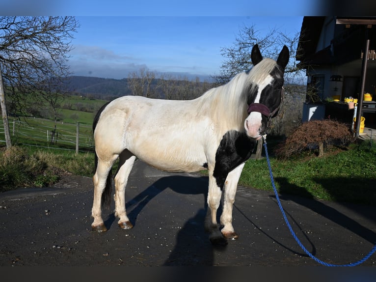 Noriker Mare 9 years in Klettgau