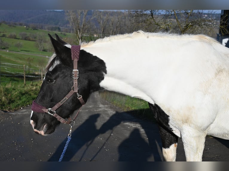 Noriker Mare 9 years in Klettgau