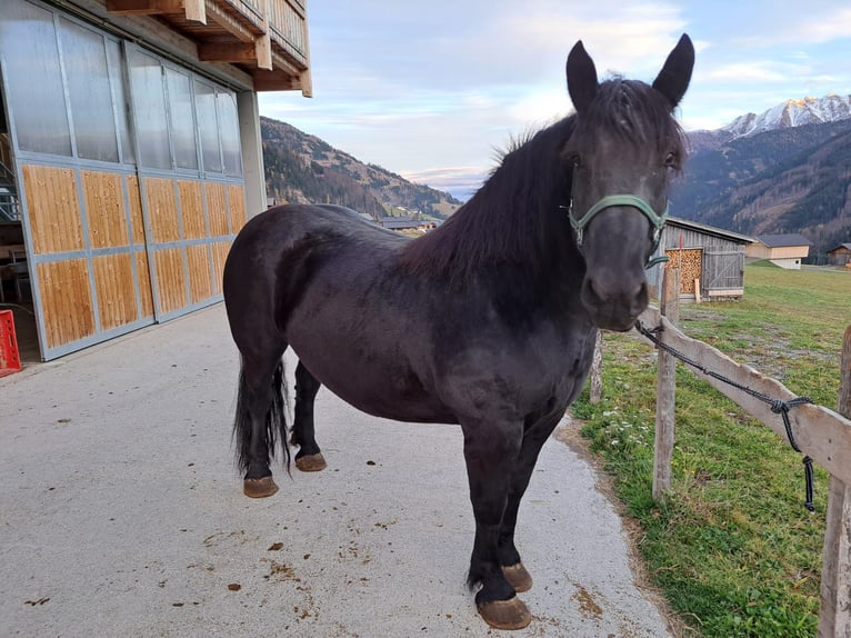 Noriker Mare 9 years in Obertilliach