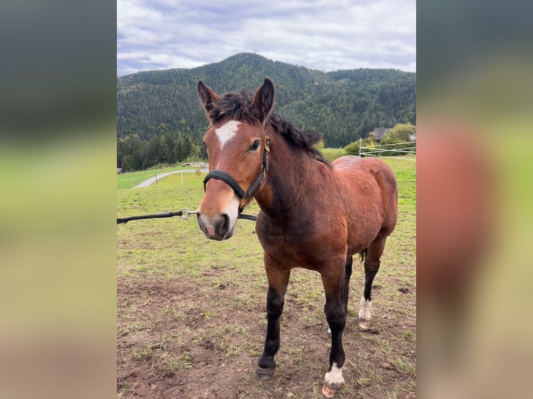 Noriker Mare Foal (02/2025) 13,2 hh Brown in Kreuzen Noriker Mare Foal (02/2025) 13,2 hh Brown in Kreuzen