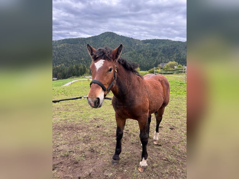 Noriker Mare Foal (02/2025) 13,2 hh Brown in Kreuzen Noriker Mare Foal (02/2025) 13,2 hh Brown in Kreuzen