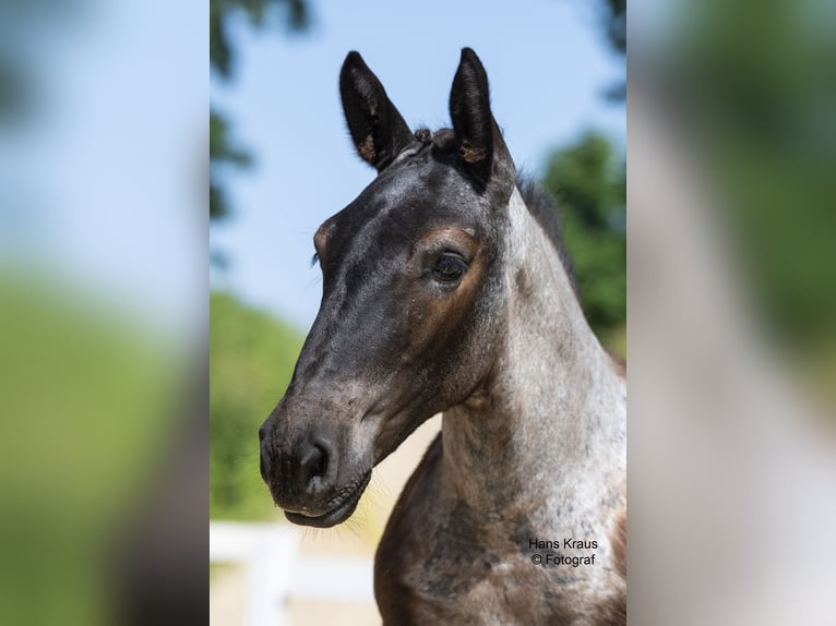 Noriker Mare Foal (03/2024) 15,2 hh Gray in Lambach