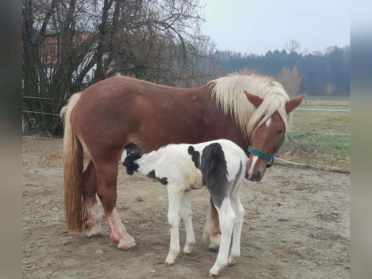 Noriker Mix Mare Foal (02/2024) 15,2 hh Pinto in Geretsberg