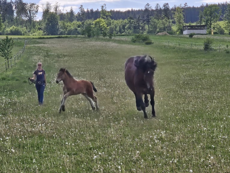 Noriker Mare Foal (02/2026) 15.3 hh Brown in Gr.Siegharts