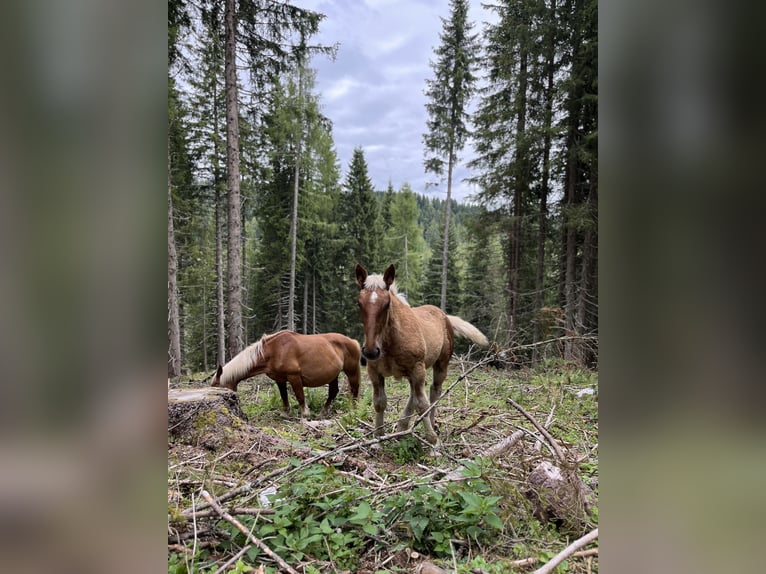 Noriker Mare Foal (04/2025) 15,2 hh Chestnut-Red in Egg/ Hermagor