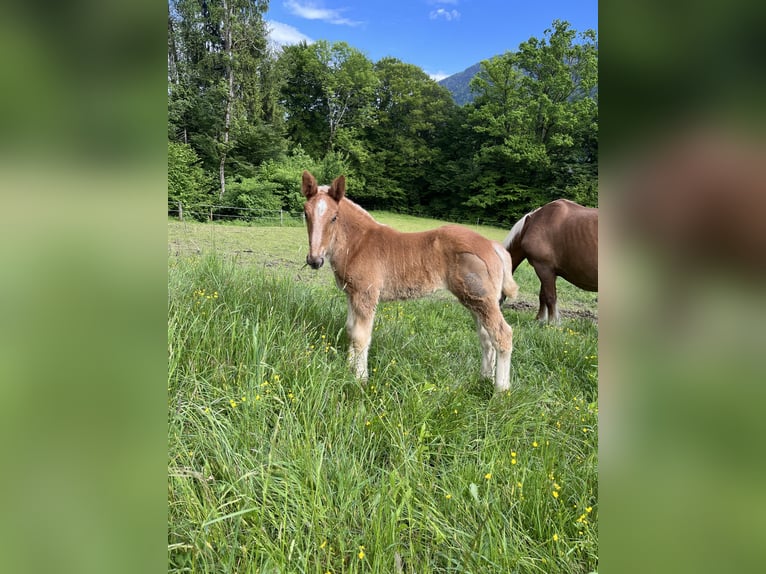 Noriker Mare Foal (04/2025) 15,2 hh Chestnut-Red in Egg/ Hermagor