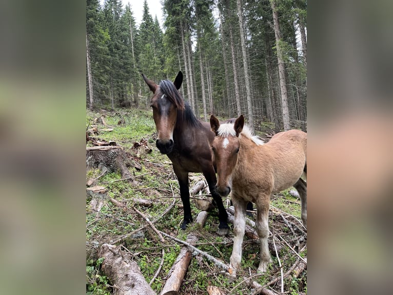 Noriker Mare Foal (04/2025) 15,2 hh Chestnut-Red in Egg/ Hermagor