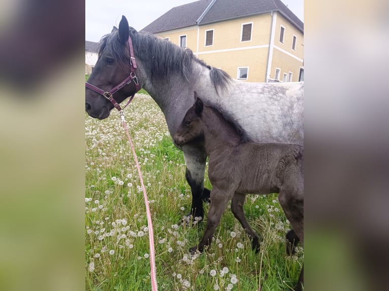 Noriker Mare Foal (04/2025) 16 hh Roan-Blue in Zelking
