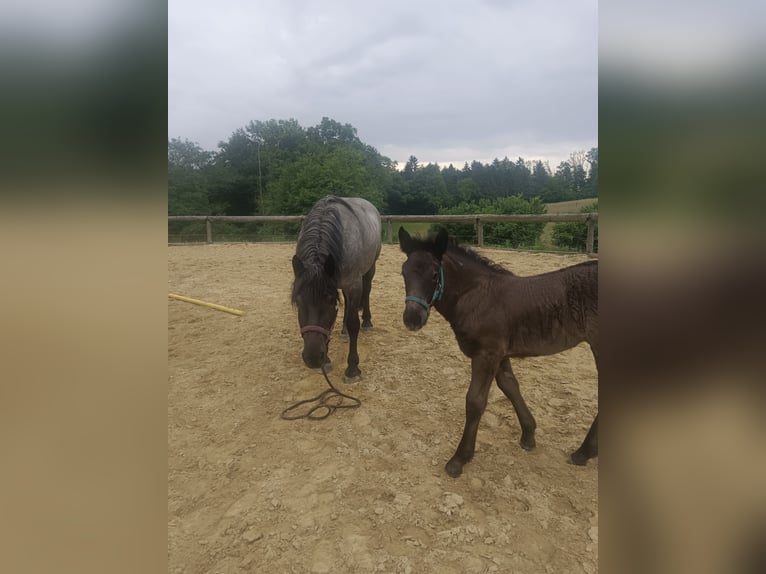 Noriker Mare Foal (04/2025) 16 hh Roan-Blue in Zelking