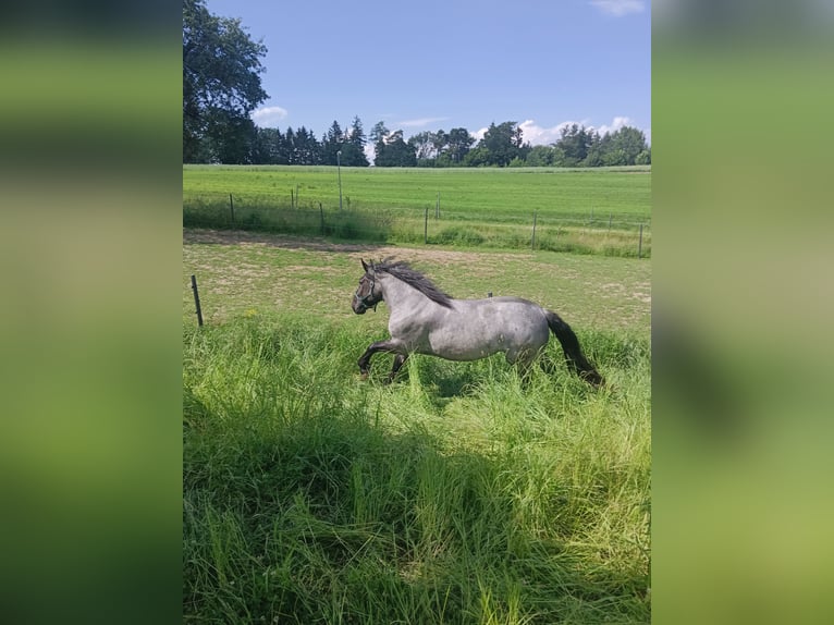 Noriker Mare Foal (04/2025) 16 hh Roan-Blue in Zelking