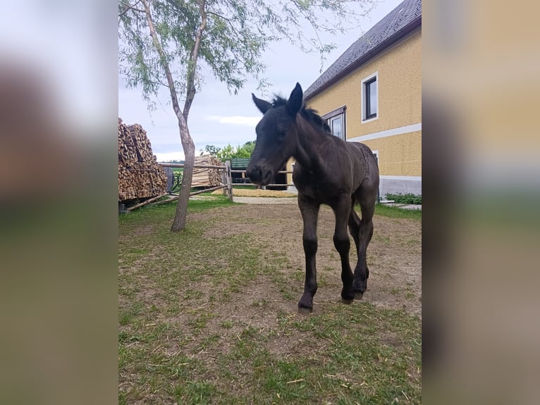 Noriker Mare Foal (04/2025) 16 hh Roan-Blue in Zelking