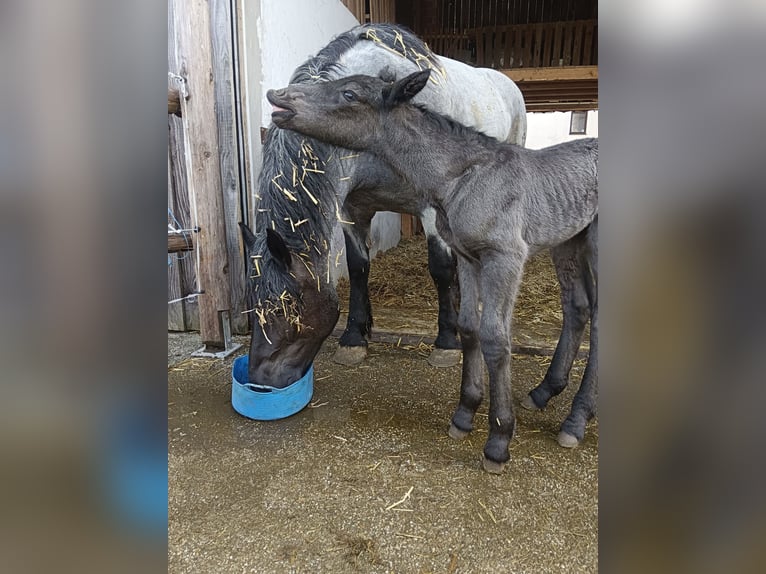 Noriker Mare Foal (04/2025) 16 hh Roan-Blue in Zelking