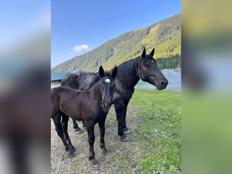 Noriker Mare Foal (03/2025) Bay-Dark in Schwendau
