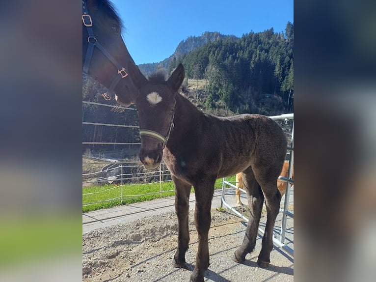 Noriker Mare Foal (03/2025) Bay-Dark in Schwendau