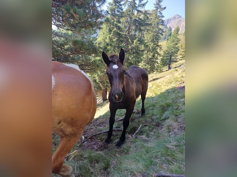 Noriker Mare Foal (03/2025) Bay-Dark in Schwendau