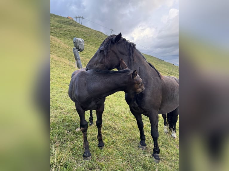 Noriker Mare Foal (03/2026) Black in Bad Hofgastein