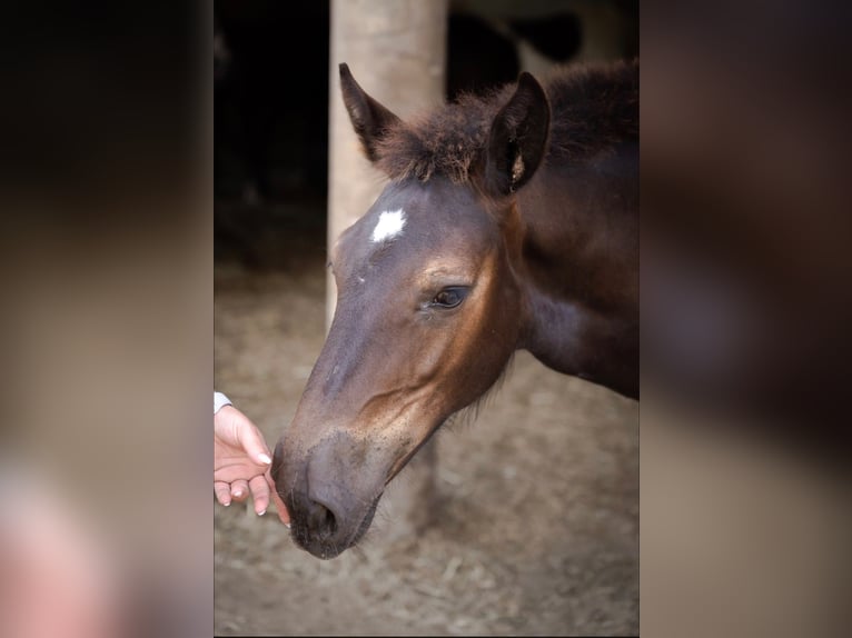 Noriker Mare Foal (03/2026) Black in Wernberg
