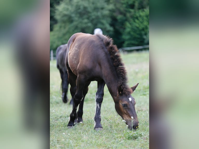 Noriker Mare Foal (03/2026) Black in Wernberg
