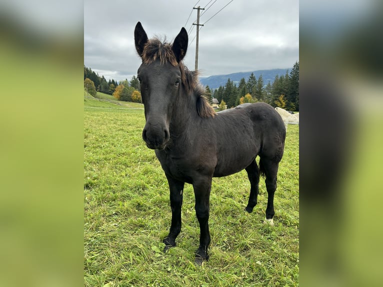 Noriker Mare Foal (04/2025) Black in Schladming