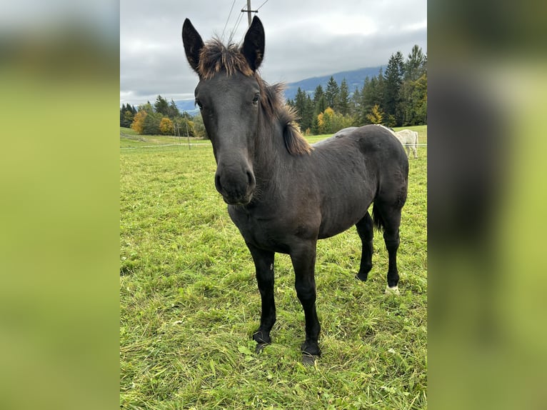 Noriker Mare Foal (04/2025) Black in Schladming
