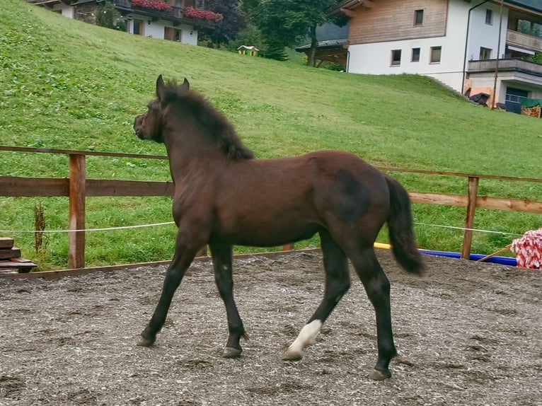 Noriker Mare Foal (02/2025) Black in Kelchsau