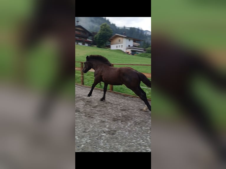 Noriker Mare Foal (02/2025) Black in Kelchsau