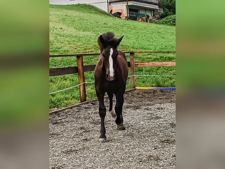 Noriker Mare Foal (02/2025) Black in Kelchsau