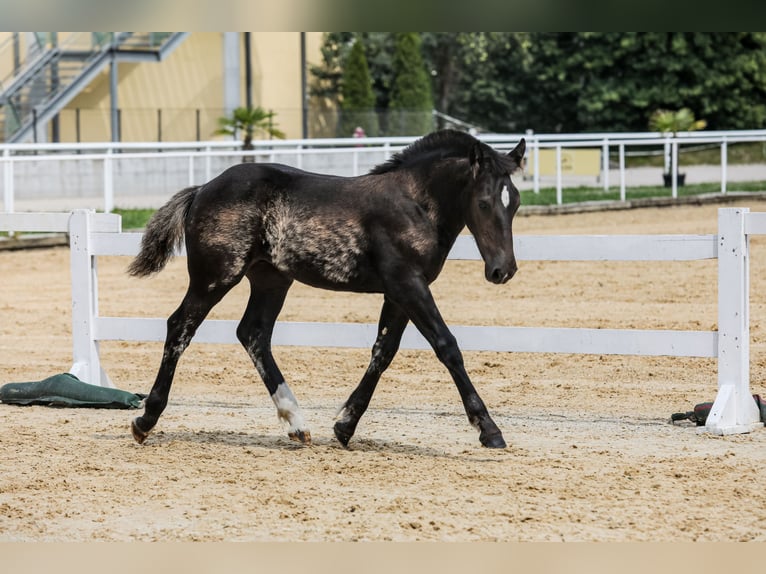 Noriker Mare Foal (01/2024) Black in Schwarzenberg am Böhmerwald