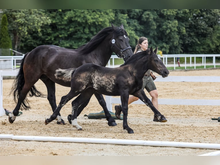 Noriker Mare Foal (01/2024) Black in Schwarzenberg am Böhmerwald