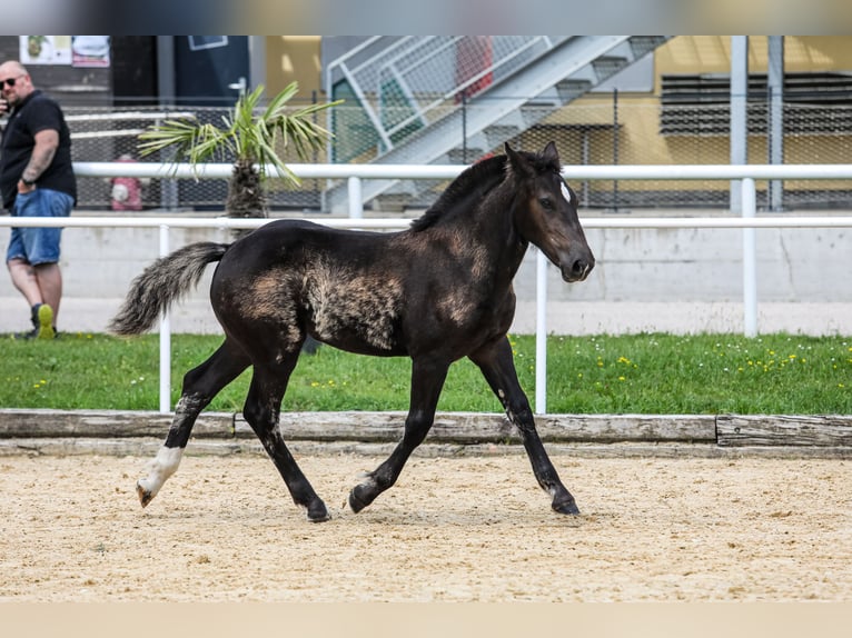 Noriker Mare Foal (01/2024) Black in Schwarzenberg am Böhmerwald