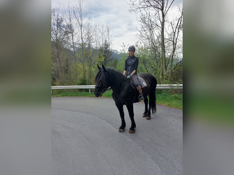 Noriker Mare Foal (04/2025) Black in Taxenbach