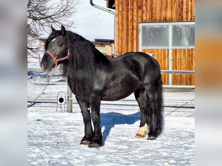 Noriker Mare Foal (04/2025) Black in Taxenbach