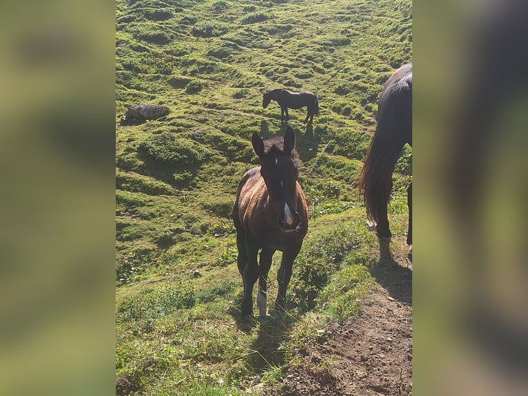Noriker Mare Foal (04/2025) Black in Taxenbach