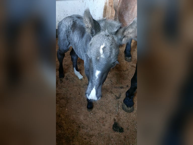 Noriker Mare Foal (04/2025) Black in Taxenbach
