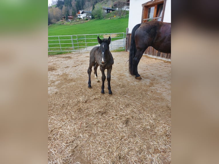 Noriker Mare Foal (04/2025) Black in Taxenbach