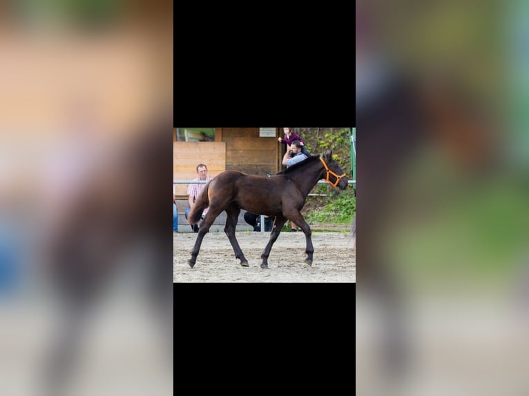 Noriker Mare Foal (02/2025) Black in Gratkorn Noriker Mare Foal (02/2025) Black in Gratkorn