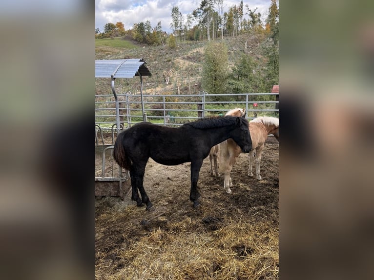 Noriker Mare Foal (02/2025) Black in Gratkorn Noriker Mare Foal (02/2025) Black in Gratkorn