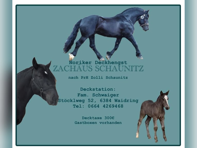 Noriker Mare  Black in Kelchsau